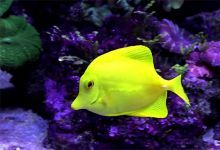132款4K蓝光海洋世界纪录片海底实拍生物鱼群动物珊瑚视频素材